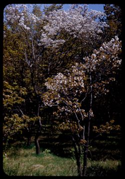 Blossoms in little grove of Prunus Arb. E.