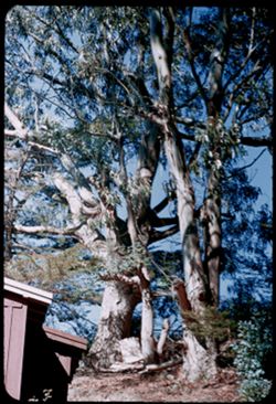 Eucalyptus grove near Bolinas