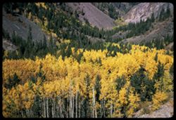 Aspen in canyon of Uncompahgre south of Ouray, Colo.