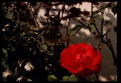 O&S A deep red rose