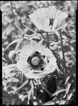 Oriental poppies