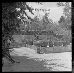 View of flower pots, McFarland's
