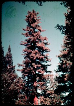A- 17= Giant Redwood- Woodrow Wilson tree near Willits, Calif