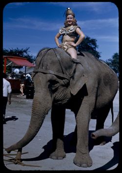 Young Miss Unus on Ringling elephant