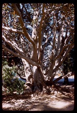 Large fig tree Santa Barbara