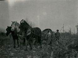 Man with horses harvesting corn