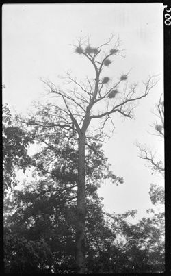 Herons' nests group, first negatives