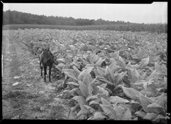 Tobacco raising, etc., Lon Weddle's