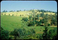 Grazing Herefords on hillside - Yuba county, near Smartville. California.