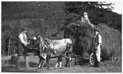 Oxen pulling wagon of hay, two men, woman sitting on top