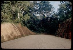 Road built thru this deep forest in the late 1950s