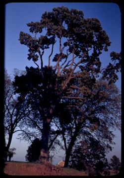 The great oak at Grtgrndfthr Davis'