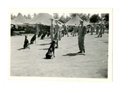 Military men with dogs