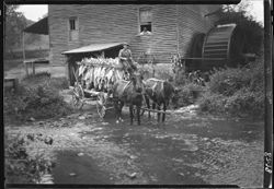Man with load of tobacco, at old mill out of New Tazewell (Frank Cupps)