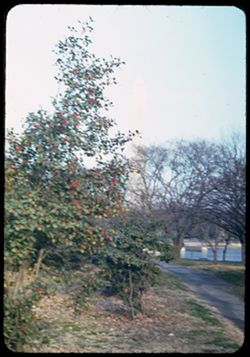 Holly tree, Potomac Park, WASHINGTON. Monument in background.