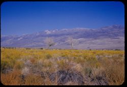 White Mtns. Form east wall of Owens Valley. On other side is Nevada.