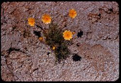 Yellow flowers - NW corner of Mojave Desert and San Bernardino county