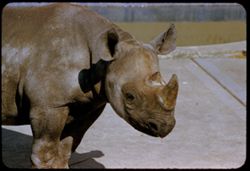 Small rhinoceros Fleishhacker Zoo
