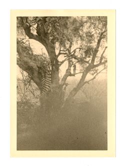 Partially obscured image of dead zebra in tree
