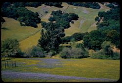 Grass, lupine and hillside along Hwy 128 n.w. of Cloverdale New Contax Calif.