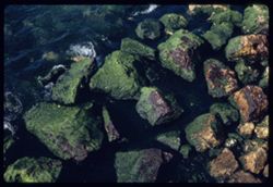 Green-clad rocks BEIRUT