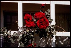 Dark red roses Indio