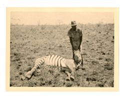 Hunting guide holds up zebra