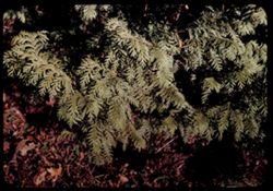Sawara Cypress Chamaecyparis pisifera Arb.E.