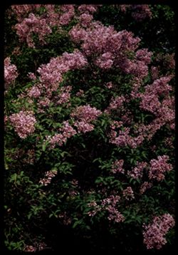 Lilac bush Lombard's Lilac Park