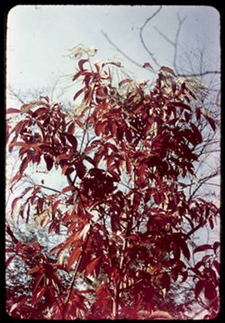 Sourwood [Oxydendrum Arboreum] or Sorrel tree in tassel Arboretum-w-