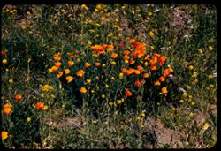 Poppies and mustard along Norris Canyon road