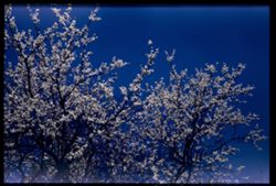 Plumtree Blossoms Jackson Park