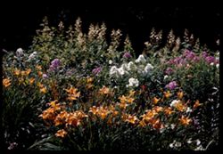 Day lilies Phlox and Bocconia Jackson Pk.