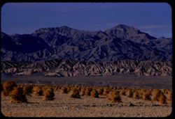 Devil's cornfield and Grapevine mtns. near Stovepipe Wells Death Valley