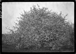 Apple tree with thousands of blooms, Grandpa Lewis orchard