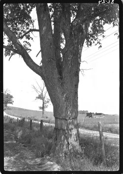 Tree with deadening line, Mahalasville road