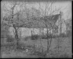 George Turner yard, Plum Blossoms, Molly (or Mollie) Lucas cabin in background (date on black sheet) (glass)