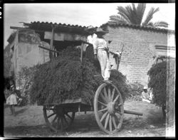Alfalfa on cart, Oaxaca Market