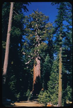 Grizzly Giant Mariposa Grove Yosemite HCl