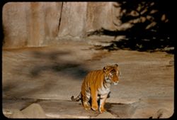 Tiger Fleishhacker Zoo