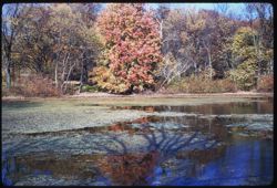 Lake Marmo. Morton Arboretum -W-