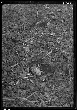 Nest and one egg of killdeer near Martinsville High school
