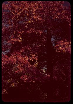Red Oak Arboretum - W-