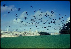 Pigeons over Alamo Square San Francisco ANSCO