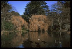 Willows along duck pond Strybing Arboretum