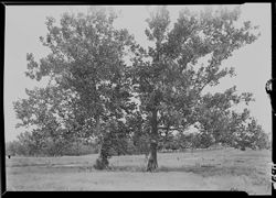 Sycamore trees, Snob Hill