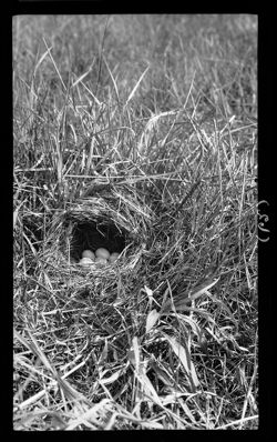 Bird's nest on commons, May 5 & 8, 1910, 3 p.m. (2 views)