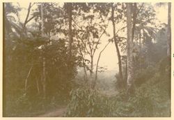 Tchien motor road through forest