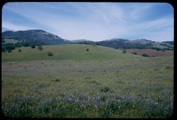Field of lupine. Valley of the Moon.
