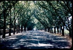 Avenue of elms. St. Helena, Calif.